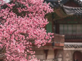 Seoul Through the Lens of Hollywood Stars